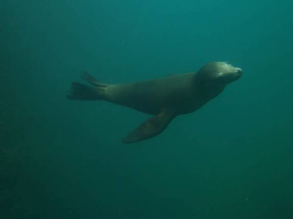 Snorkel com leão-marinho na Ilha Espíritu Santo, região de La Paz, na Baja California, no México